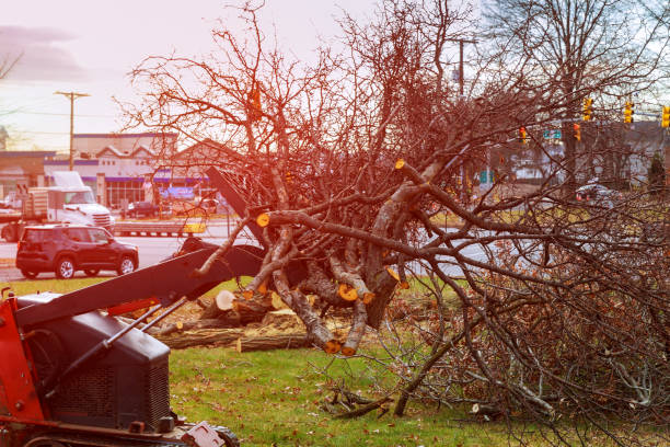 Best Hazardous Tree Removal  in Miami, AZ