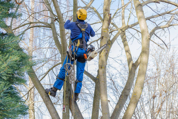 Best Tree Disease Treatment  in Miami, AZ