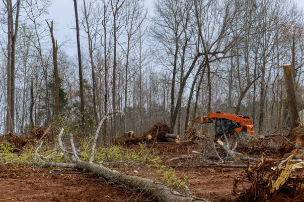 Best Storm Damage Tree Cleanup  in Miami, AZ