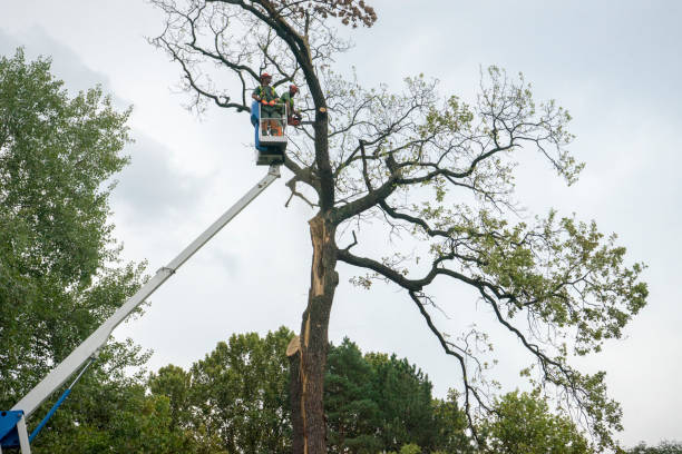 Best Leaf Removal  in Miami, AZ