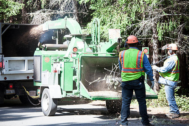 How Our Tree Care Process Works  in  Miami, AZ